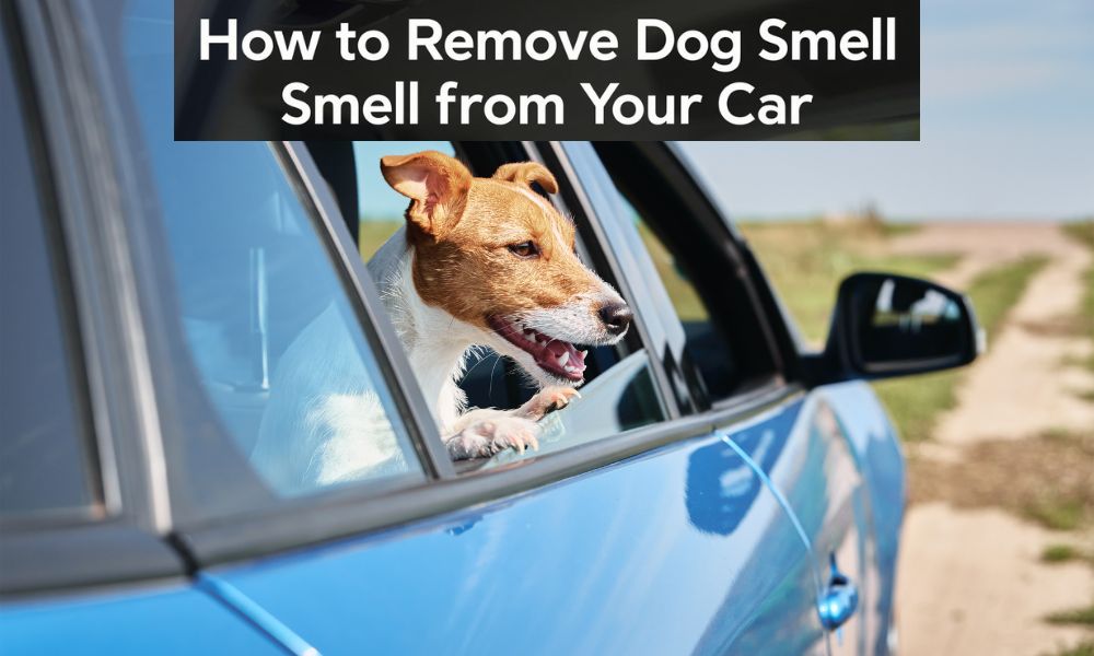 How-to-Remove-Dog-Smell-from-Your-Car